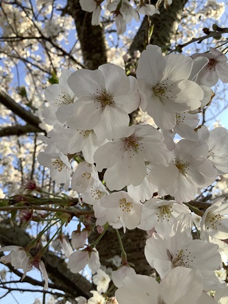 決意の桜