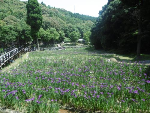 ５月31日の花菖蒲園（７分咲き）