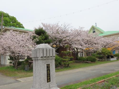 保育所の桜