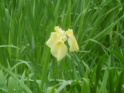 5月17日の花菖蒲園（つぼみ）