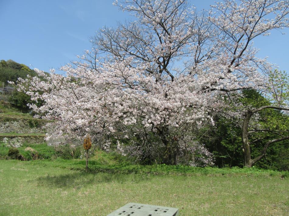 桜５