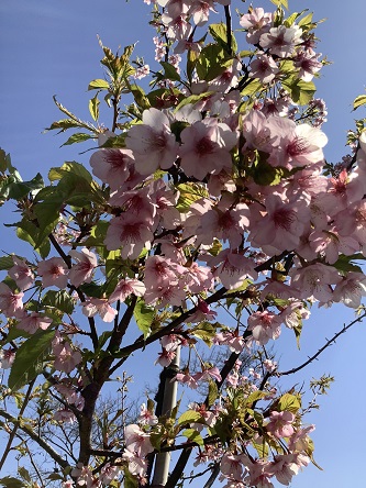 花音の桜　２