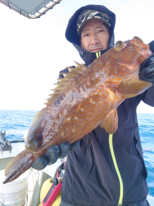 イワシ泳がせと切り身釣り