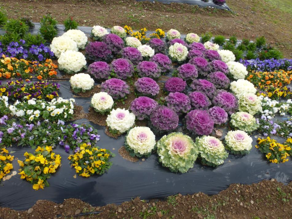 二浦の花