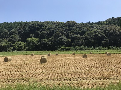 近くのわら