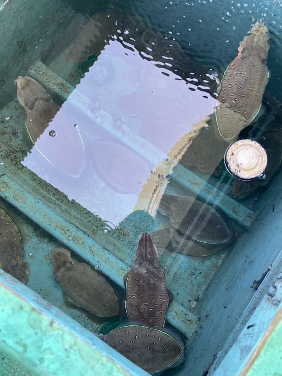 モンゴウイカ釣り