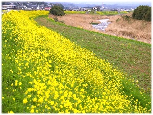 菜の花