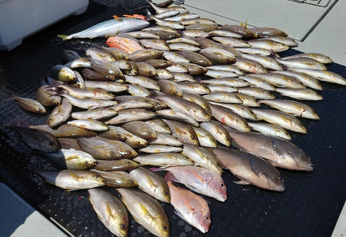 オキアミ五目釣り