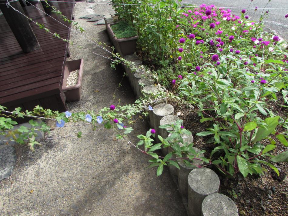 モロヘイヤの花