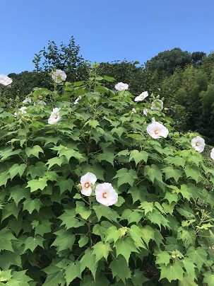 芙蓉の花