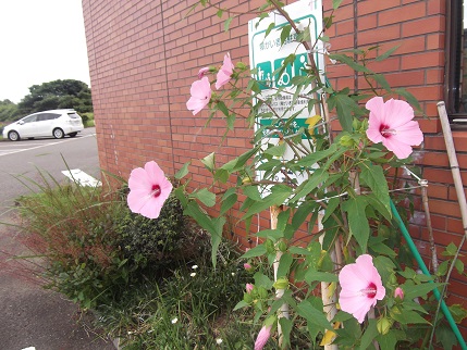 芙蓉の花