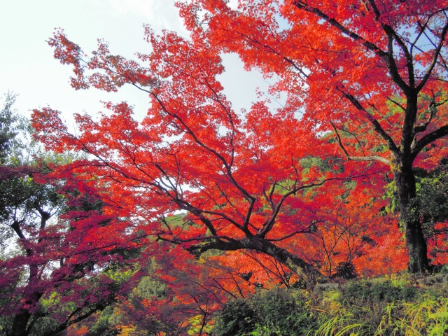 九年庵
