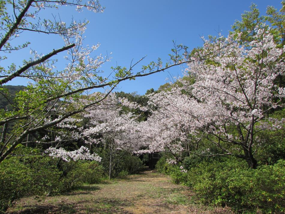 神社の桜