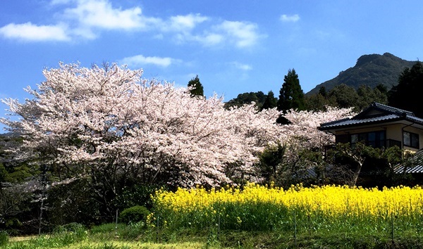 板之河内の桜