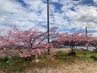 Ｒ３河津桜