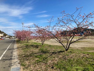 Ｒ３河津桜