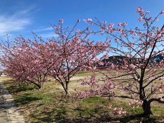 Ｒ３河津桜