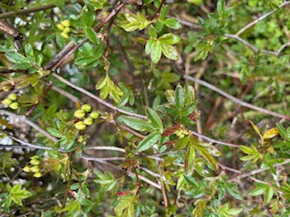 モッコウバラ蕾