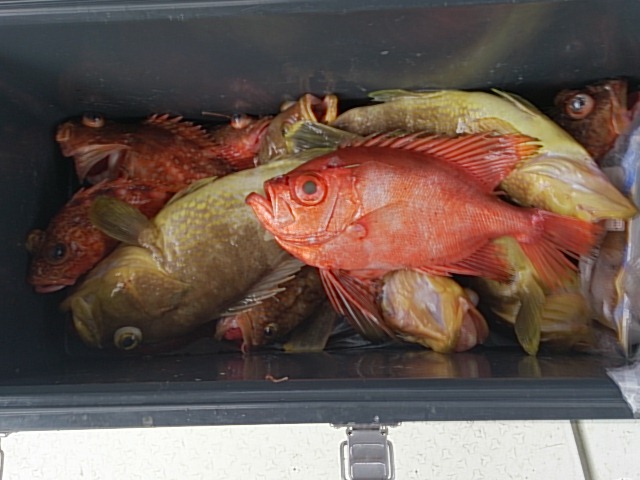 アジ泳がせ釣り