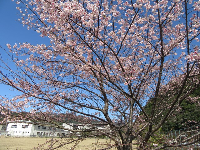 河津桜