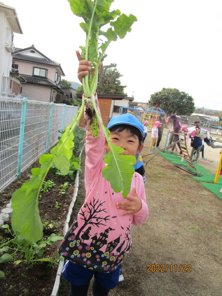 おにぎり教室　野菜収穫！（すみれ）
