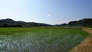 志田の原付近（田んぼ）1