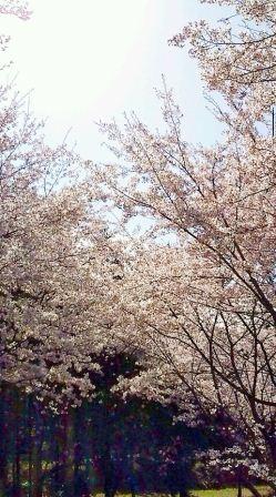 桜