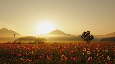 朝もやとコスモス畑(山下千栄子)