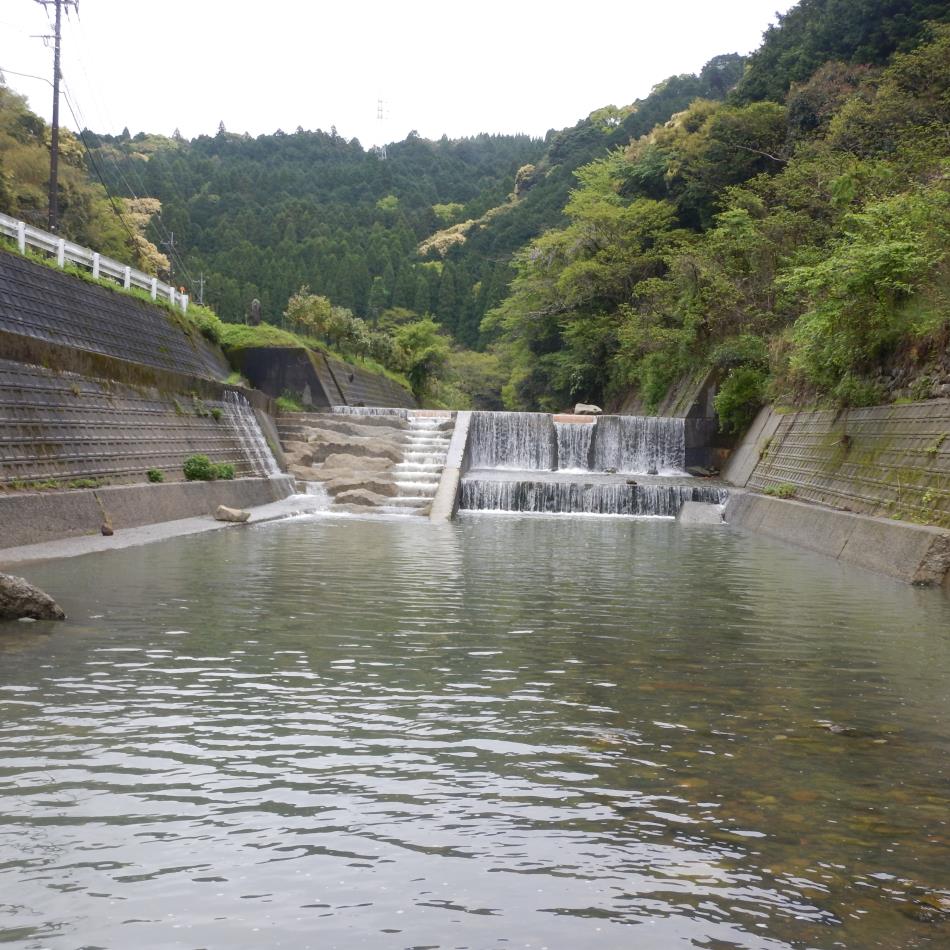 20260419稚アユ放流 (93)