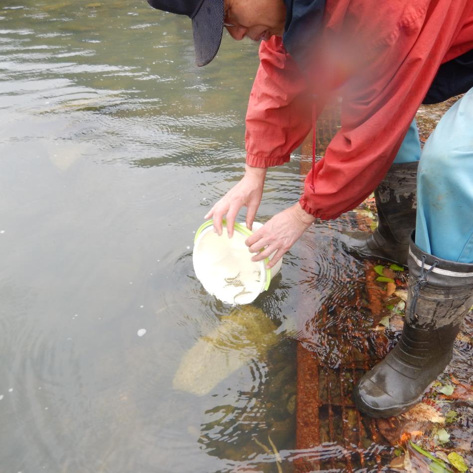 2026稚アユの放流をしました