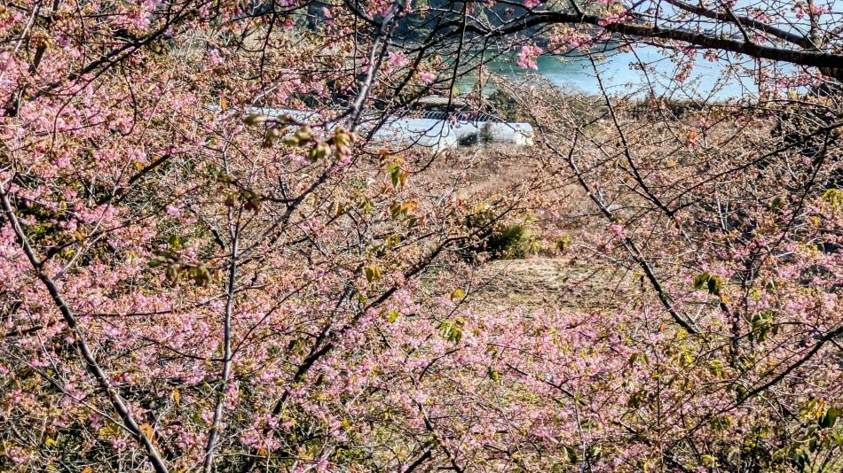 ２０２６河津桜🌸