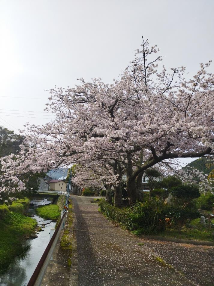 昼桜サイズ変更