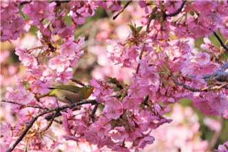 河津桜③