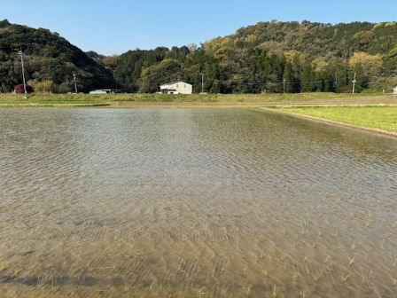 田んぼの準備