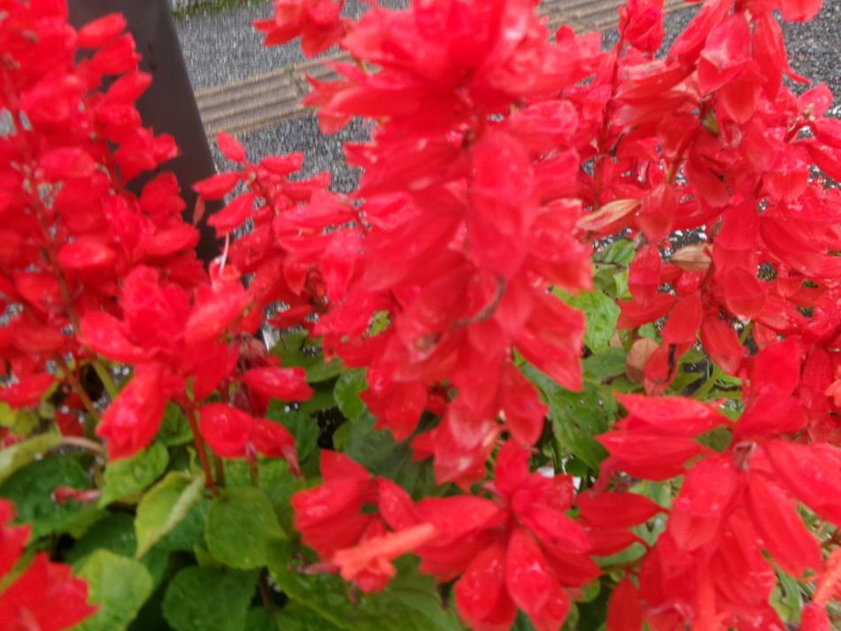 🎄🎄元気に咲いてます!(^^)!