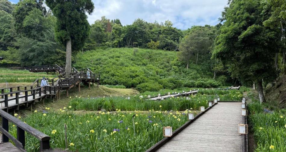 【一分咲き】5月30日の花菖蒲園2025