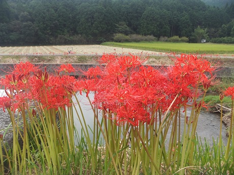 赤彼岸花満開７