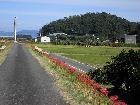 赤彼岸花満開３