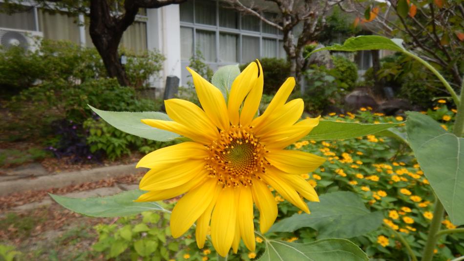 秋ひまわり (2)