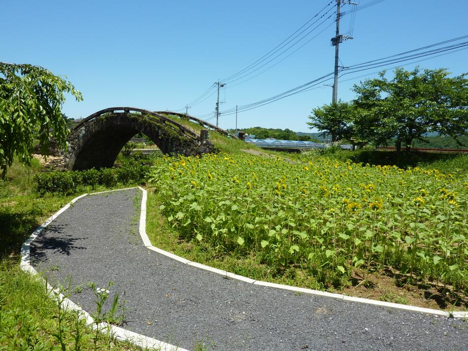 ひまわり_2015_01