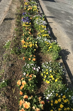 蘇った花壇