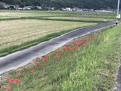 Ｒ5彼岸花ちらほら