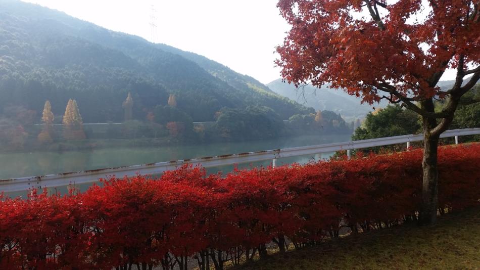 亀川ダム　紅葉