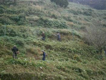 旧河浦高校みかん山の草刈り作業