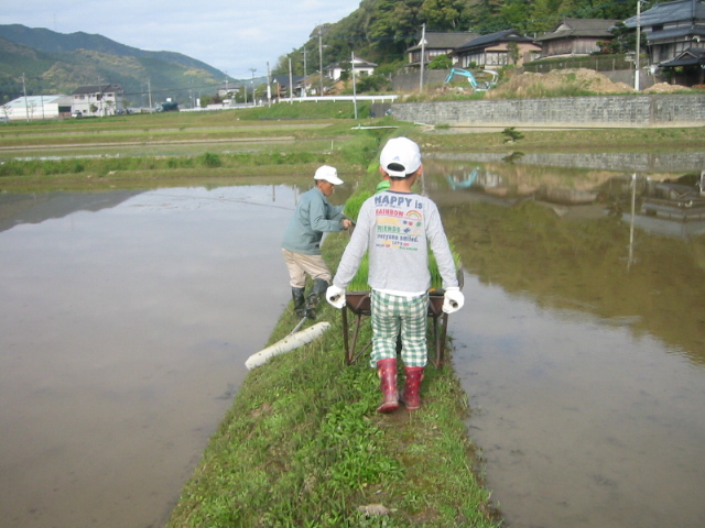 田植え