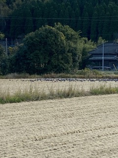 鳩の大群