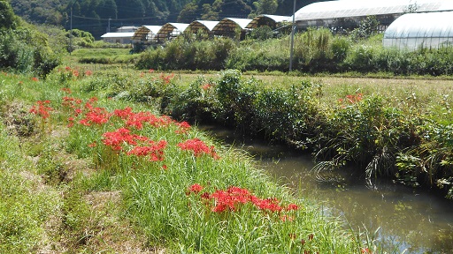 山浦彼岸花　３