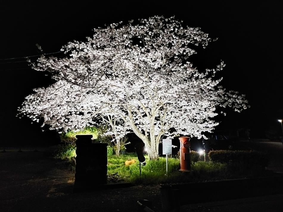 夜桜ライトアップ