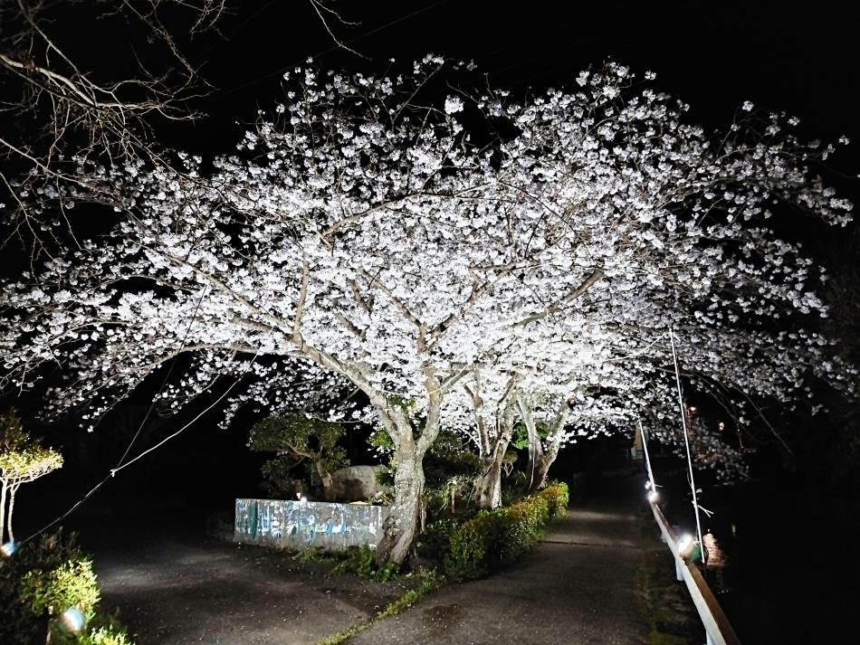 夜桜ライトアップ