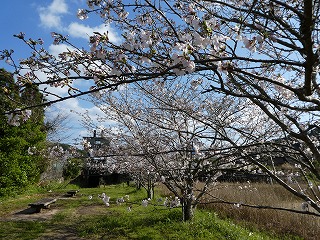 桜